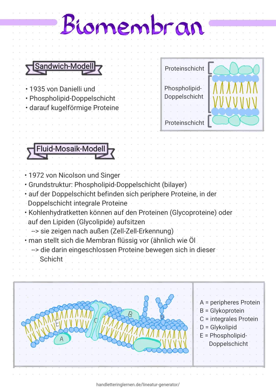 # Biomembran

Sandwich-Modell

*   1935 von Danielli und
*   Phospholipid-Doppelschicht
*   darauf kugelförmige Proteine

Fluid-Mosaik-Model