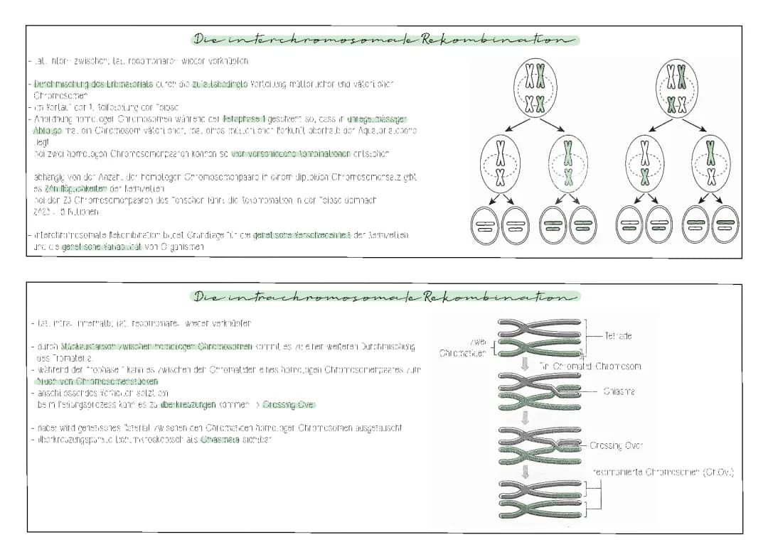 Inter- und Intrachromosomale Rekombination