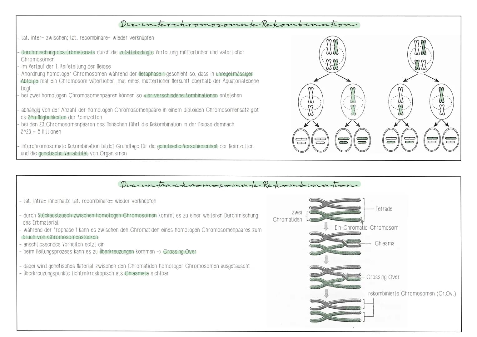 Die interchrom
lat. inter zwischen; lat. recombinare= wieder verknüpfen
Durchmischung des [rbmaterials durch die zufallsbedingte Verteilung 