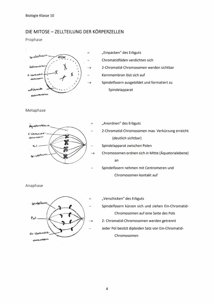 Biologie Klasse 10
GENETISCHE VIELFALT
Jeder Mensch ist anders, weil:
Warum?
Jeder hat charakteristische Eigenschaften (Merkmale)
Jeder unte