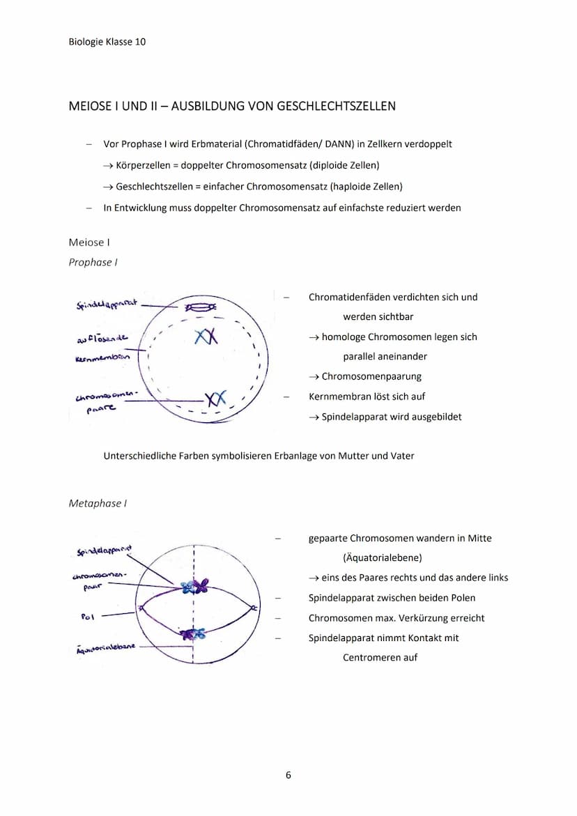 Biologie Klasse 10
GENETISCHE VIELFALT
Jeder Mensch ist anders, weil:
Warum?
Jeder hat charakteristische Eigenschaften (Merkmale)
Jeder unte