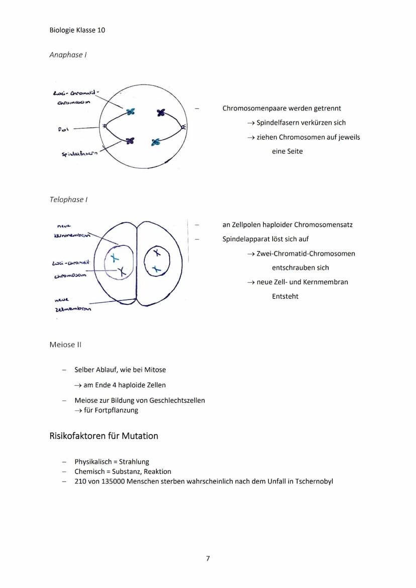 Biologie Klasse 10
GENETISCHE VIELFALT
Jeder Mensch ist anders, weil:
Warum?
Jeder hat charakteristische Eigenschaften (Merkmale)
Jeder unte