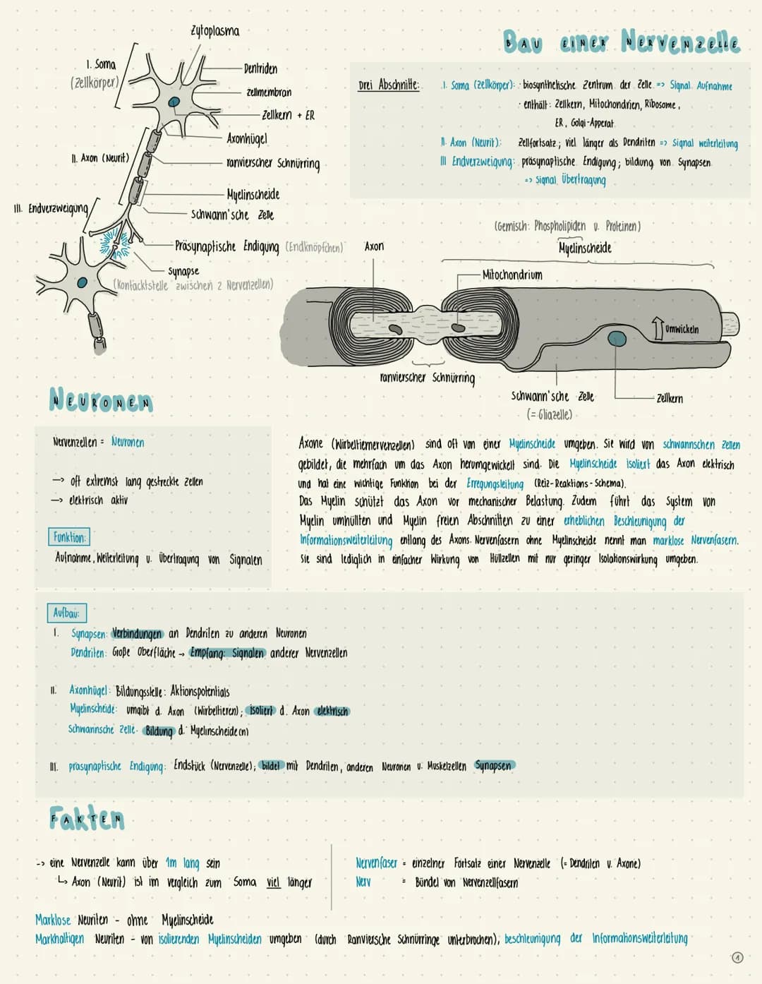 1. Soma
(Zellkörper)
II. Axon (Neurit)
III. Endverzweigung
Nevromen
->
Nervenzellen Neuronen
Zytoplasma
-Dentriden
oft extremst lang gestrec