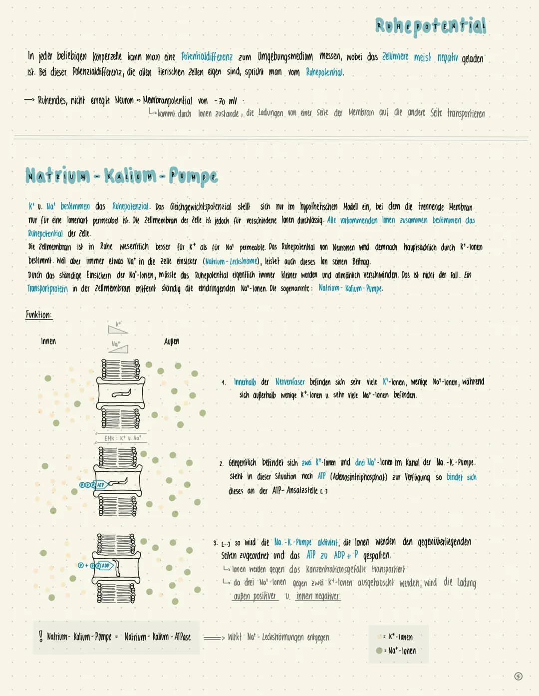 1. Soma
(Zellkörper)
II. Axon (Neurit)
III. Endverzweigung
Nevromen
->
Nervenzellen Neuronen
Zytoplasma
-Dentriden
oft extremst lang gestrec