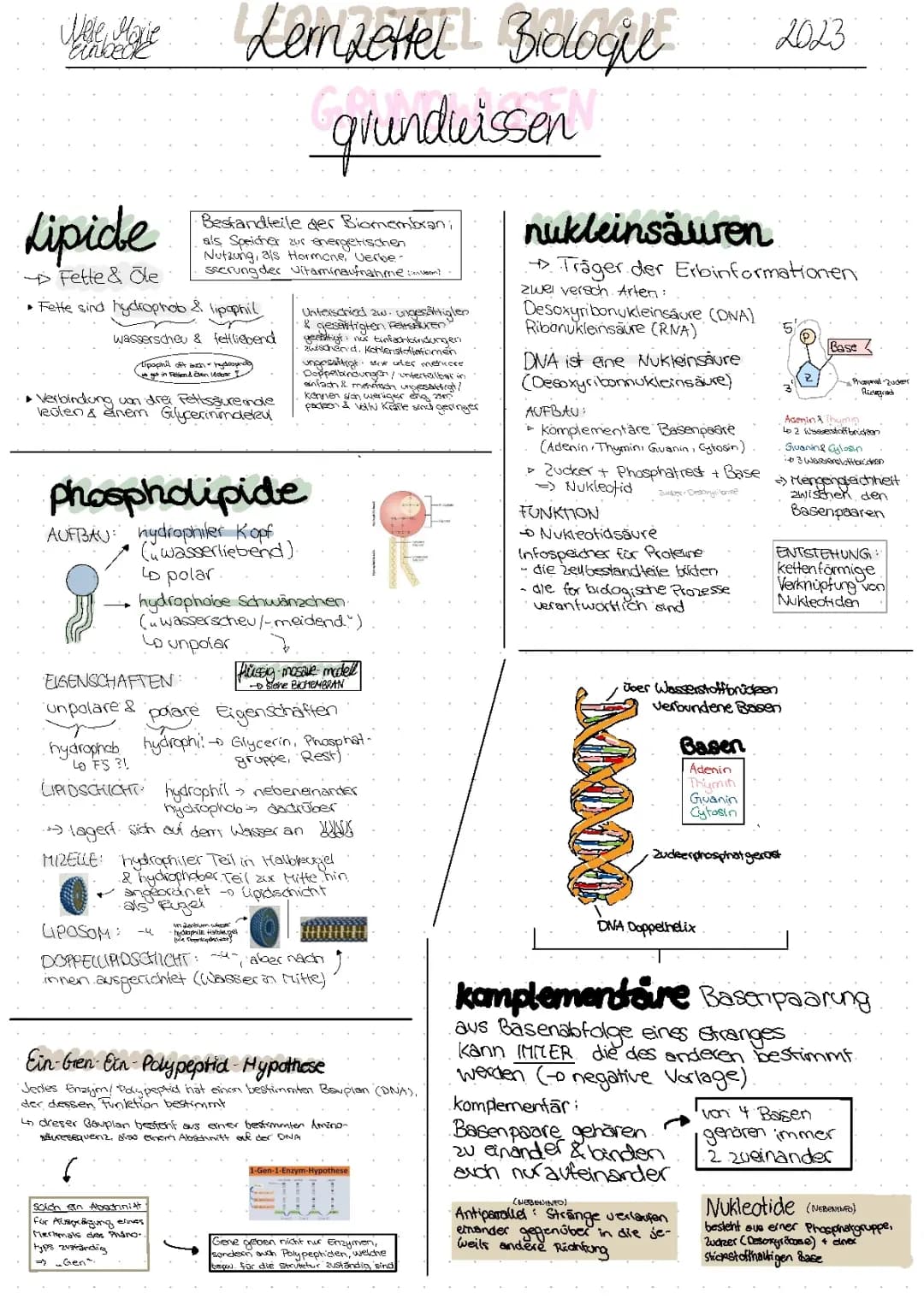 Biologie Abitur 2023 GK - Grundwissen