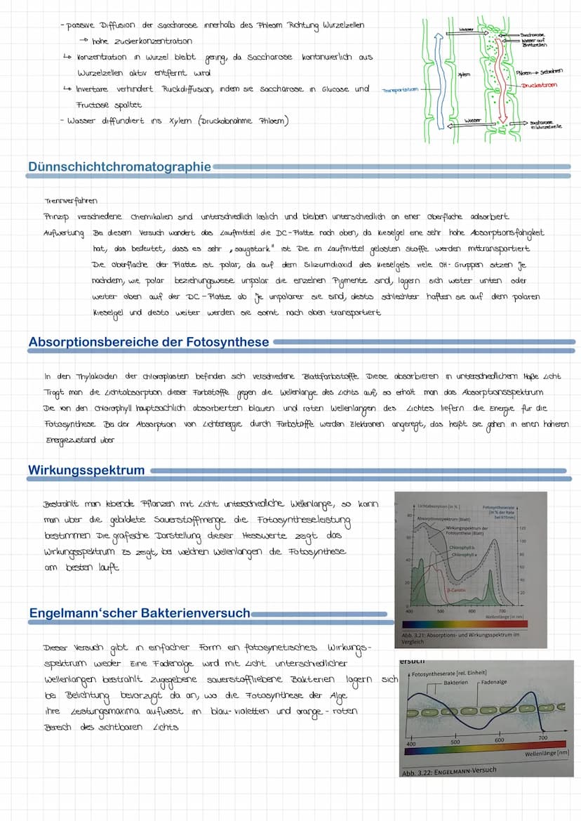 Fotosynthese
Faktoren der Fotosynthese
• uberlebenswichtige bochemische Reaktion, die in Pflanzen und einigen Bakterien stattfindet Pflanzen