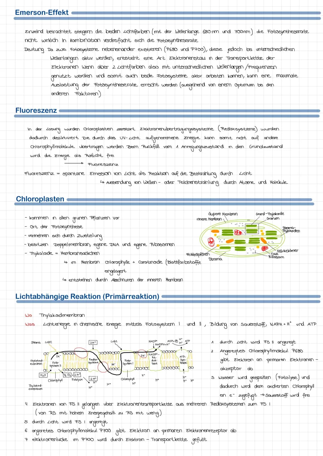 Fotosynthese
Faktoren der Fotosynthese
• uberlebenswichtige bochemische Reaktion, die in Pflanzen und einigen Bakterien stattfindet Pflanzen