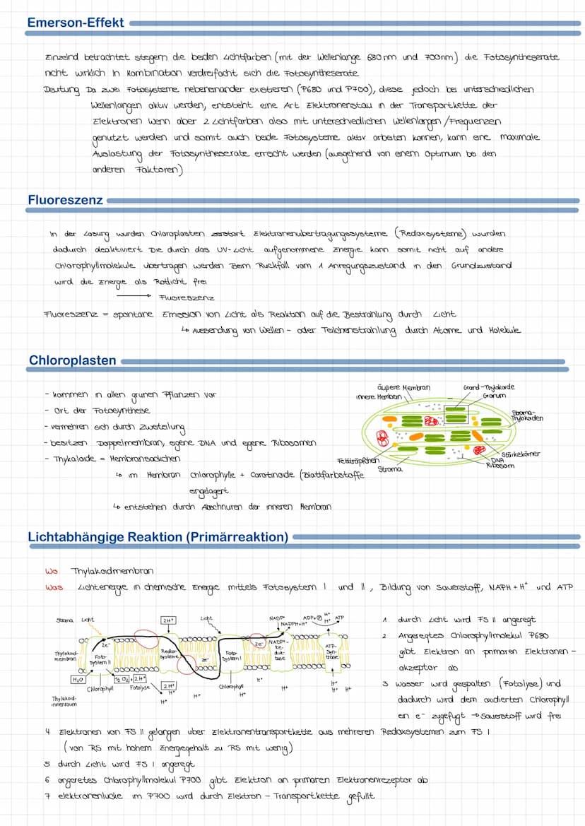 Fotosynthese
Faktoren der Fotosynthese
• uberlebenswichtige bochemische Reaktion, die in Pflanzen und einigen Bakterien stattfindet Pflanzen