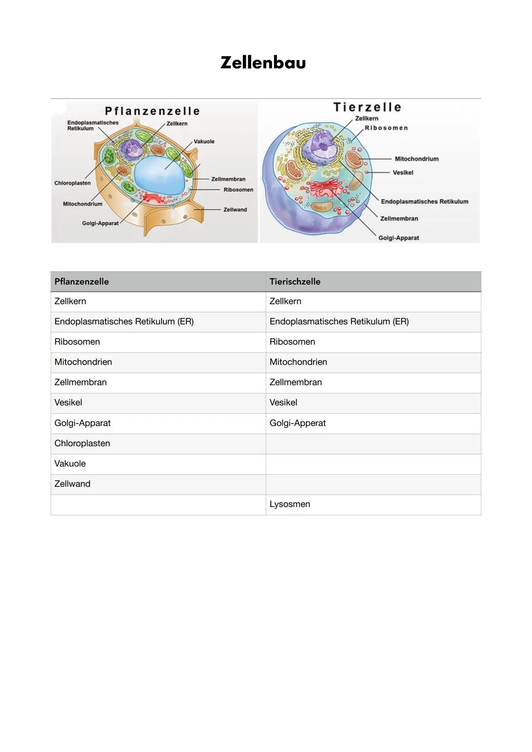 Zellenbau

Pflanzenzelle
Endoplasmatisches
Retikulum
Zellkern
Vakuole
Zellmembran
Chloroplasten
Mitochondrium
Ribosomen
Zellwand
Golgi-Appar