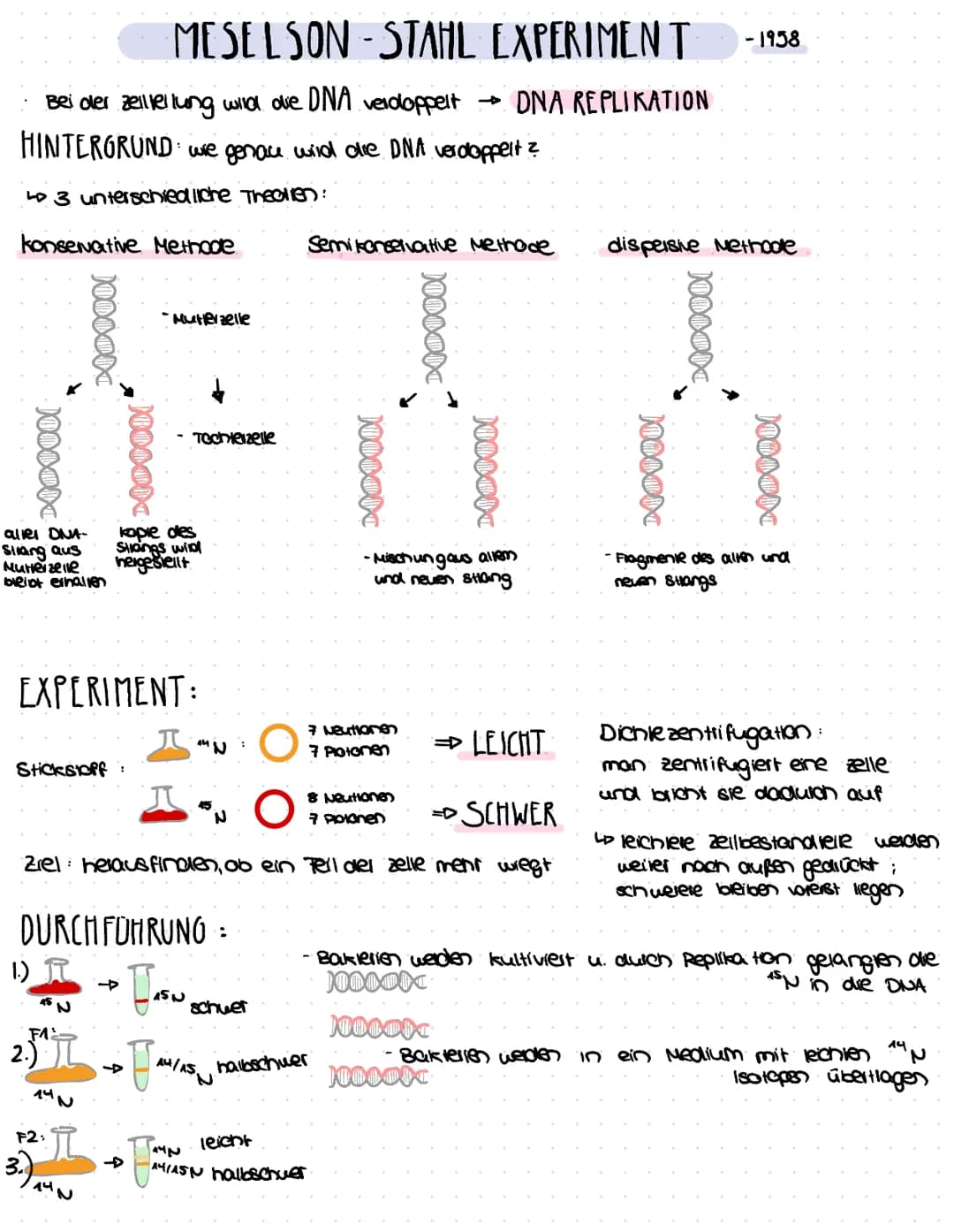 MESELSON-STAHL
EXPERIMENT
Bei der zelllellung wild die DNA verdoppelt → DNA REPLIKATION
HINTERGRUND wie genaue wild die DNA verdoppelt?
kons