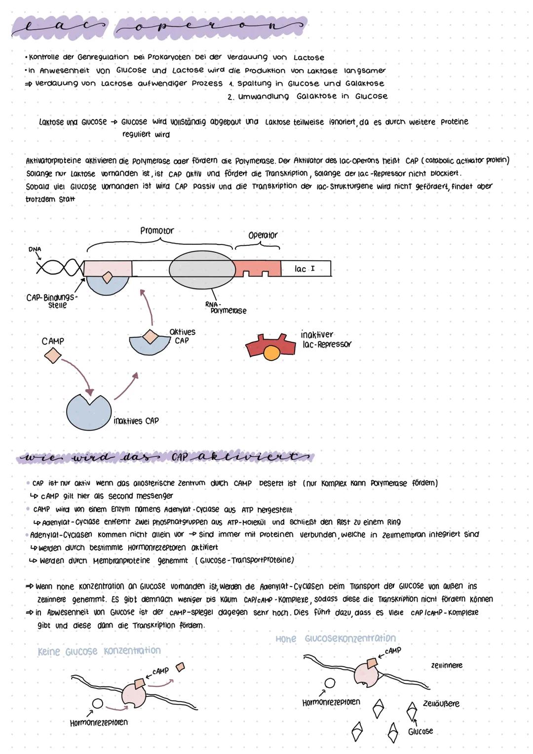 GENREGULATION
damit unsere Körperzellen Energie sparen können, kann die Genexpression reguliert werden
→→nicht immer müssen alle Proteine gl
