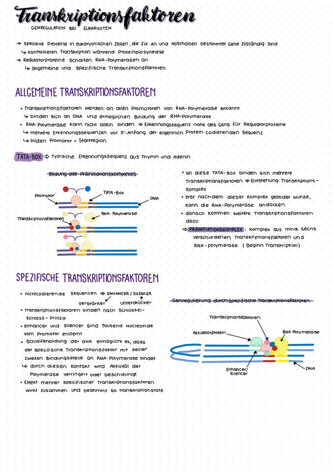 GENREGULATION
damit unsere Körperzellen Energie sparen können, kann die Genexpression reguliert werden
→→nicht immer müssen alle Proteine gl