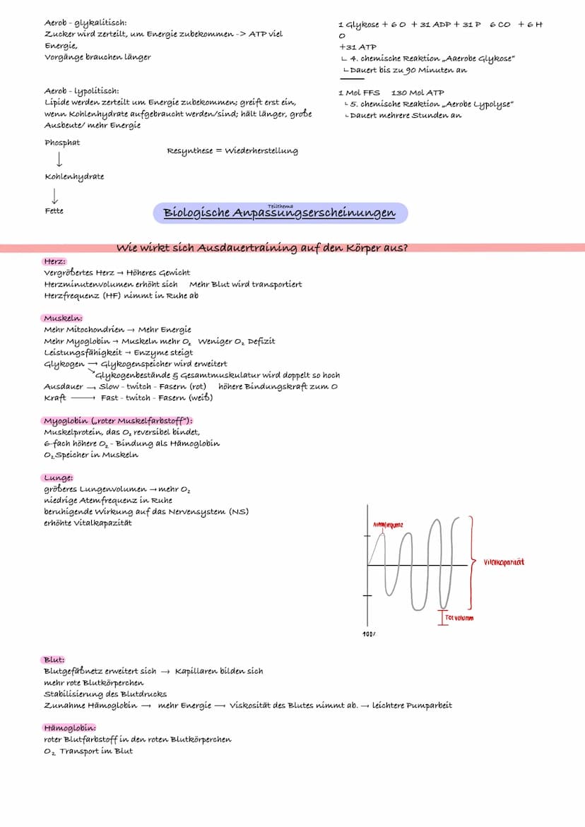 Inhalt
Sport- LK-Lernzettel
Seite 5 bis 7: Trainingslehre
•Grundbegriffe:
Training; Wettkampf; Leistung (Komponentenmodell);
Bewegungsnormat