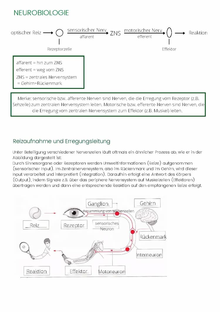 Know Neurobiologie: Reizaufnahme und Erregungsleitung thumbnail