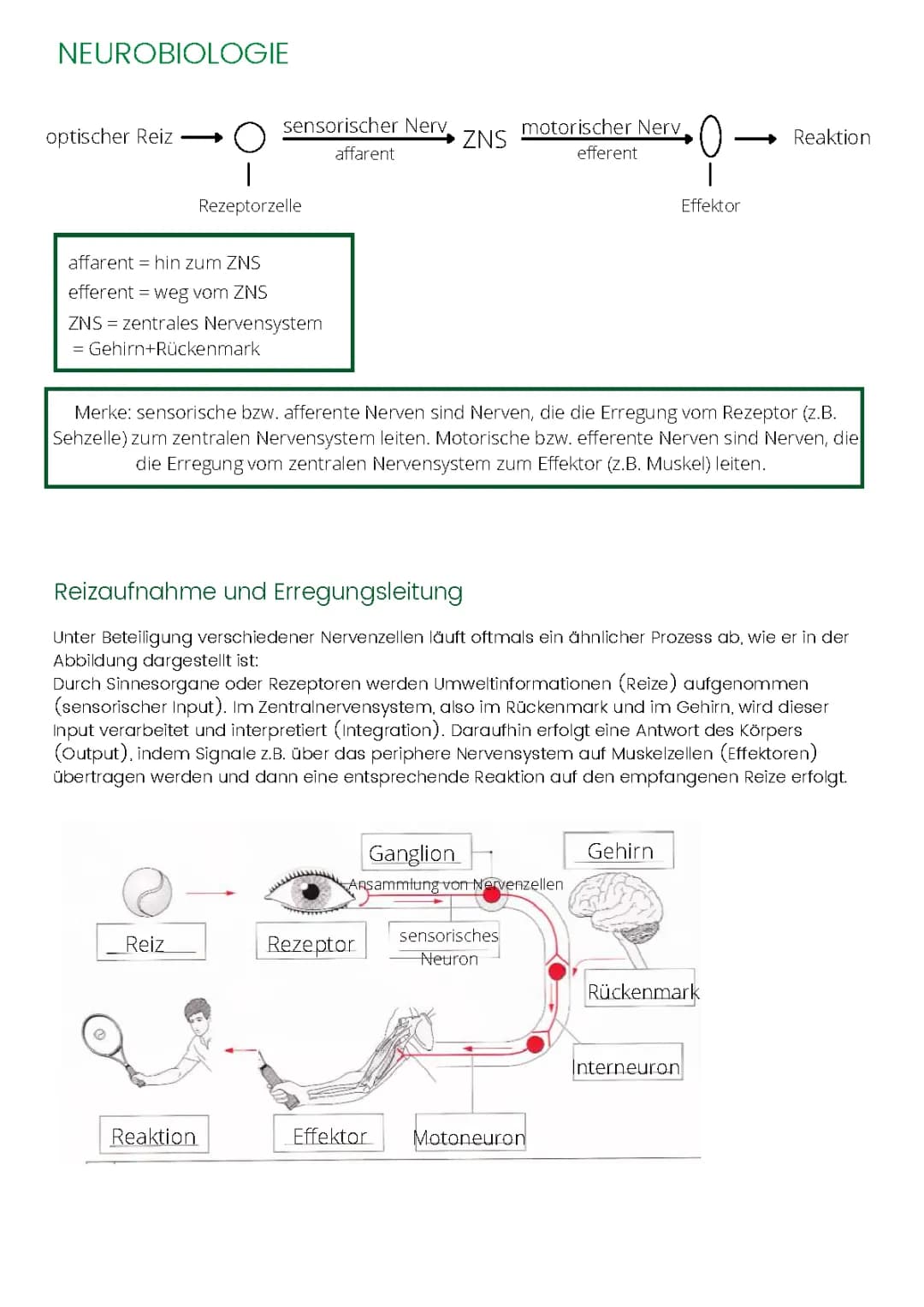 Neurobiologie: Reizweiterleitung im Nervensystem - Kontinuierliche und Saltatorische Erregungsleitung leicht erklärt