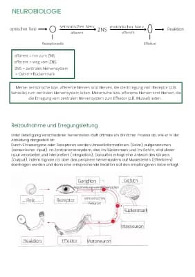 Know Neurobiologie: Reizaufnahme und Erregungsleitung thumbnail