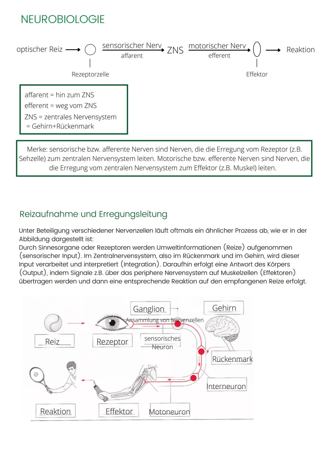 NEUROBIOLOGIE
optischer Reiz
sensorischer Nerv
affarent
affarent hin zum ZNS
efferent = weg vom ZNS
ZNS = zentrales Nervensystem
= Gehirn+Rü