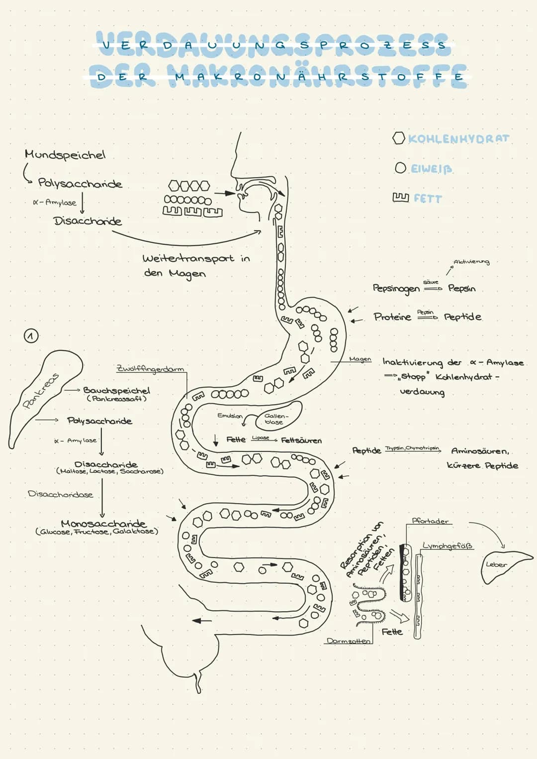 Mundspeichel
(
X-Amylase
VERDAUU UNGS
Polysaccharide
Į
Disaccharide
Pankreas
E
Xx-Amylase
Polysaccharide
Disacchondase
R
Bauchspeichel
(Pank