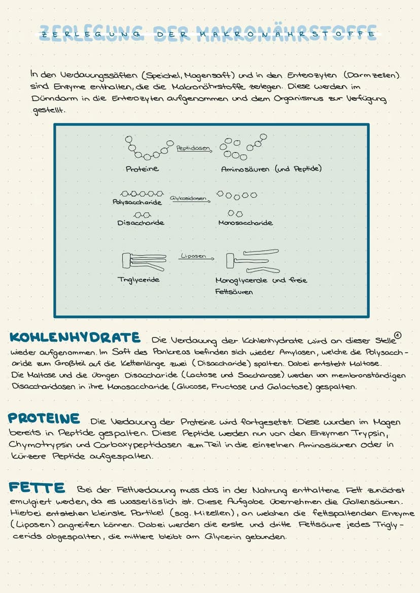 Mundspeichel
(
X-Amylase
VERDAUU UNGS
Polysaccharide
Į
Disaccharide
Pankreas
E
Xx-Amylase
Polysaccharide
Disacchondase
R
Bauchspeichel
(Pank