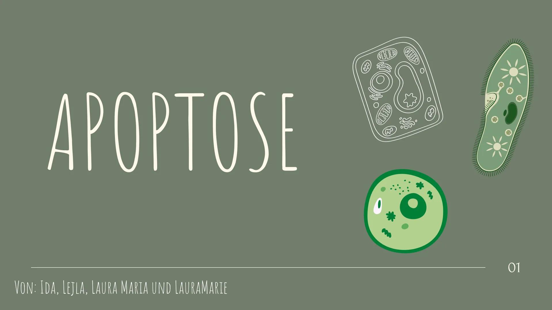 APOPTOSE
VON: IDA, LEJLA, LAURA MARIA UND LAURAMARIE
01 DEFINITION
UNTER APOPTOSE VERSTEHT MAN DAS ABFALLEN VON INFIZIERTEN
ODER ALTEN ZELLE