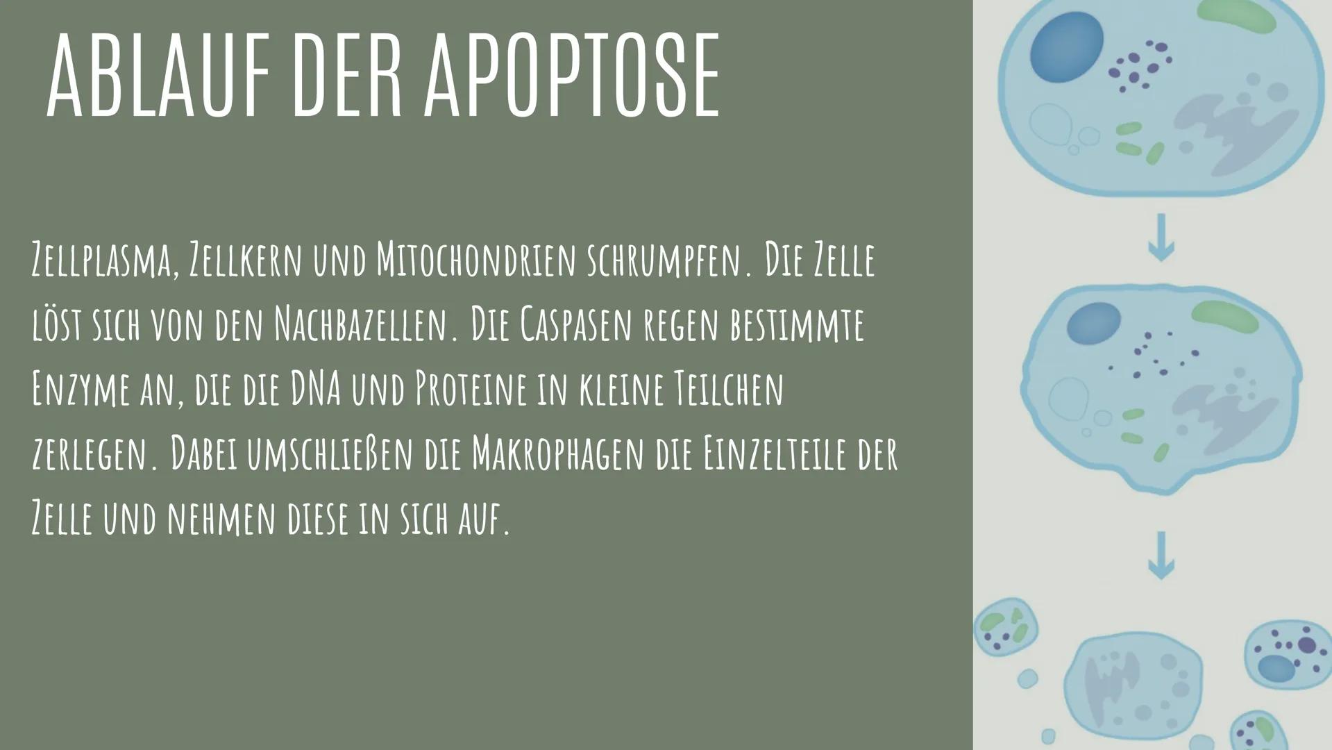 APOPTOSE
VON: IDA, LEJLA, LAURA MARIA UND LAURAMARIE
01 DEFINITION
UNTER APOPTOSE VERSTEHT MAN DAS ABFALLEN VON INFIZIERTEN
ODER ALTEN ZELLE