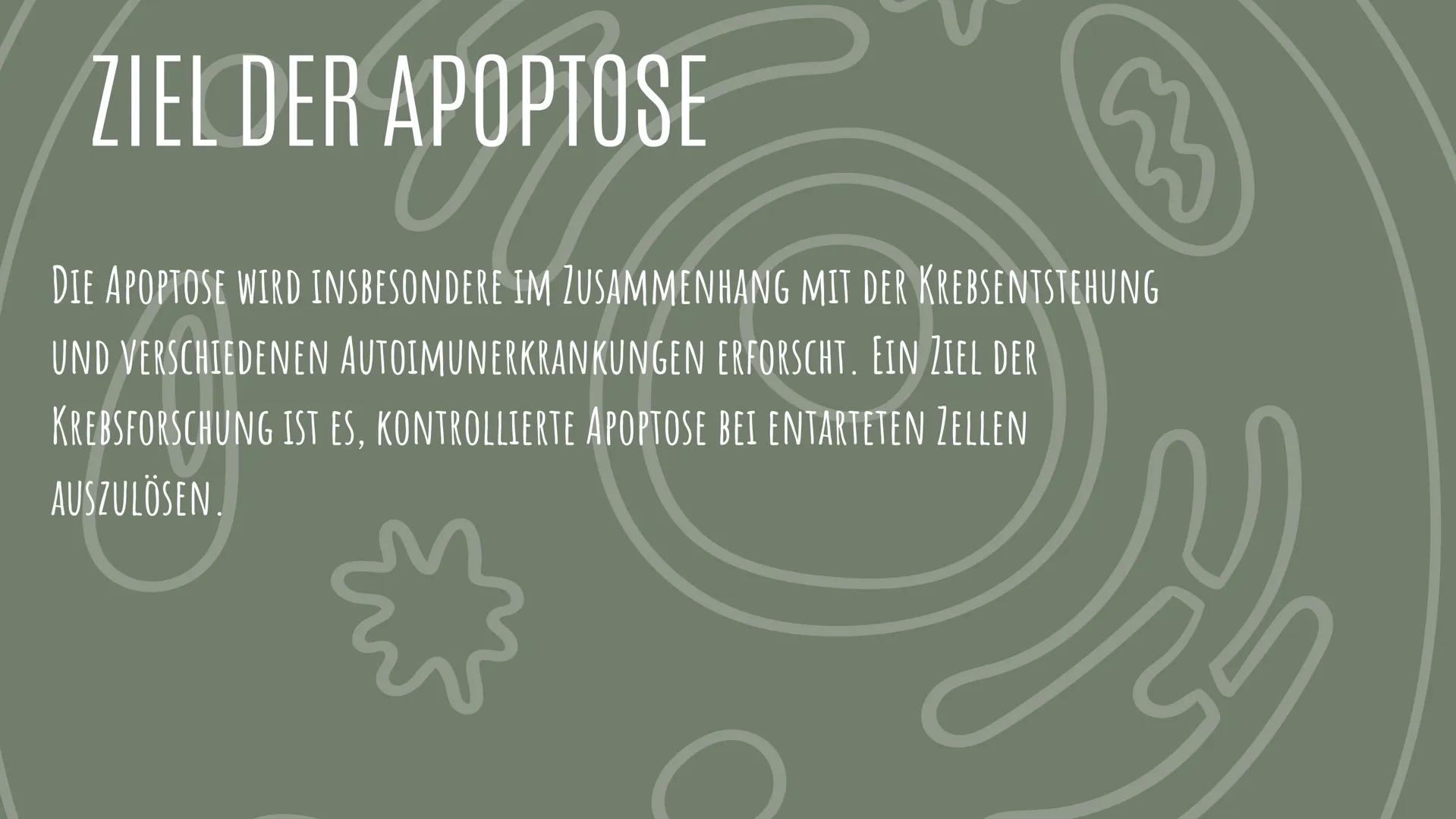 APOPTOSE
VON: IDA, LEJLA, LAURA MARIA UND LAURAMARIE
01 DEFINITION
UNTER APOPTOSE VERSTEHT MAN DAS ABFALLEN VON INFIZIERTEN
ODER ALTEN ZELLE