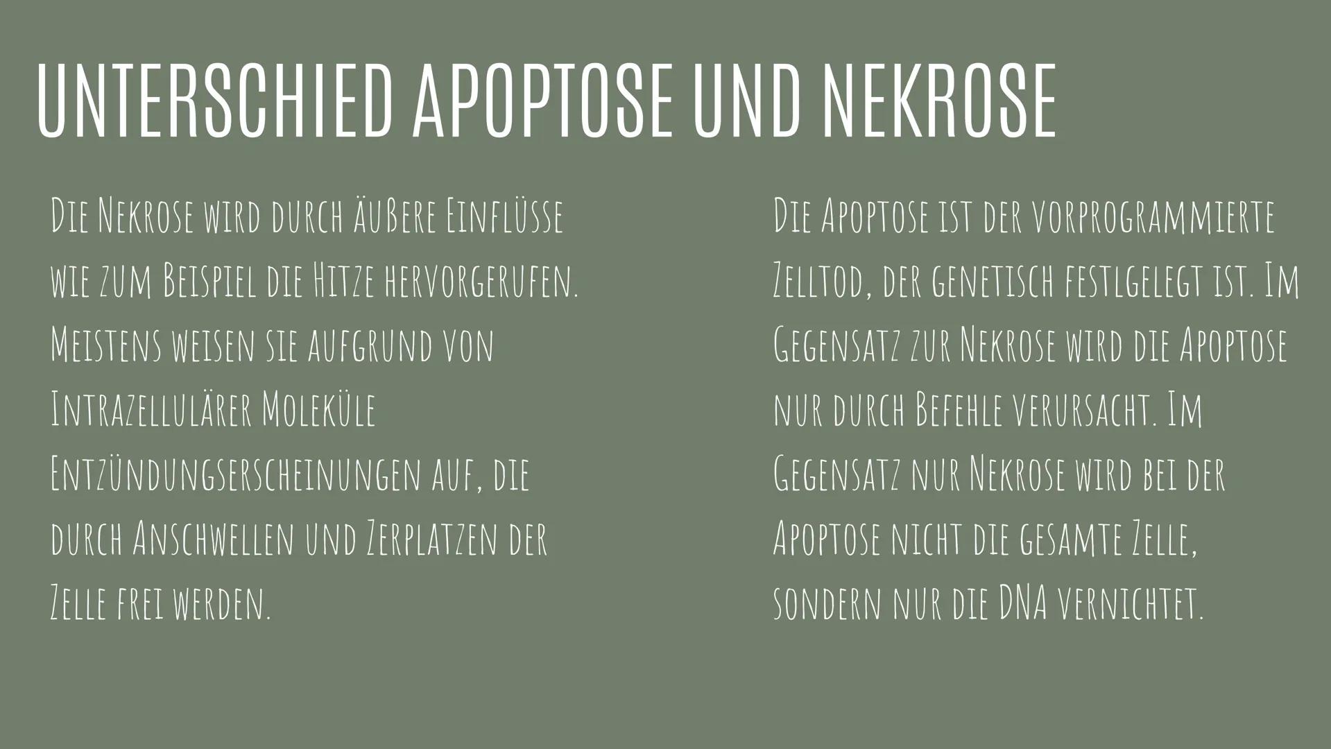 APOPTOSE
VON: IDA, LEJLA, LAURA MARIA UND LAURAMARIE
01 DEFINITION
UNTER APOPTOSE VERSTEHT MAN DAS ABFALLEN VON INFIZIERTEN
ODER ALTEN ZELLE