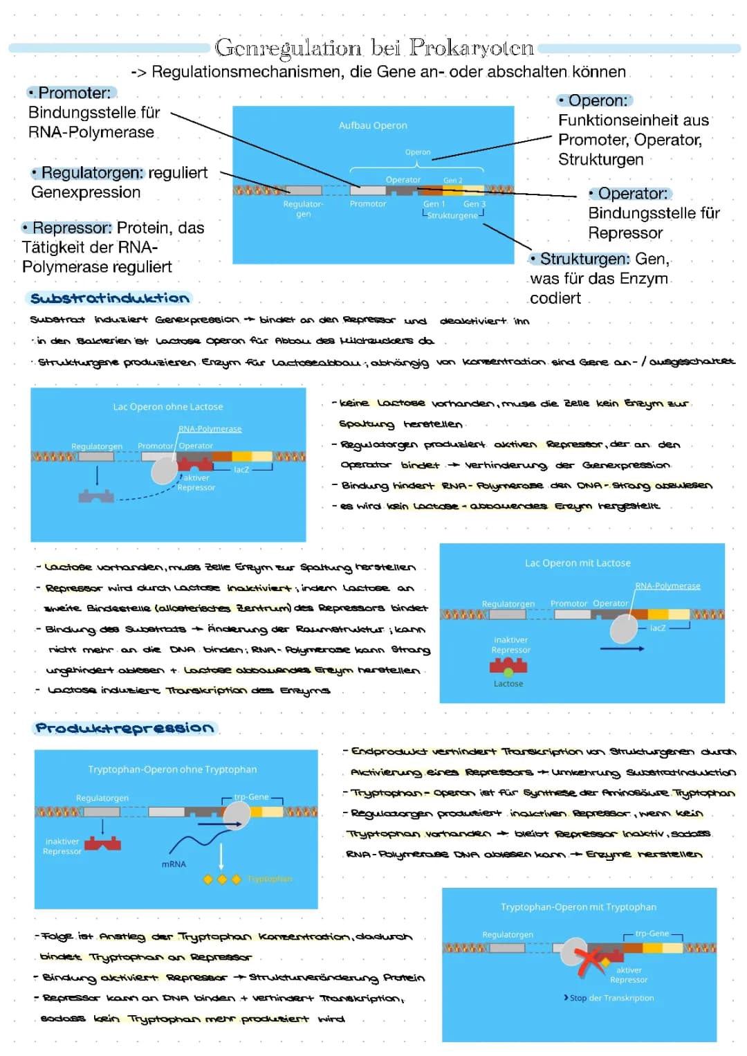 Genregulation 