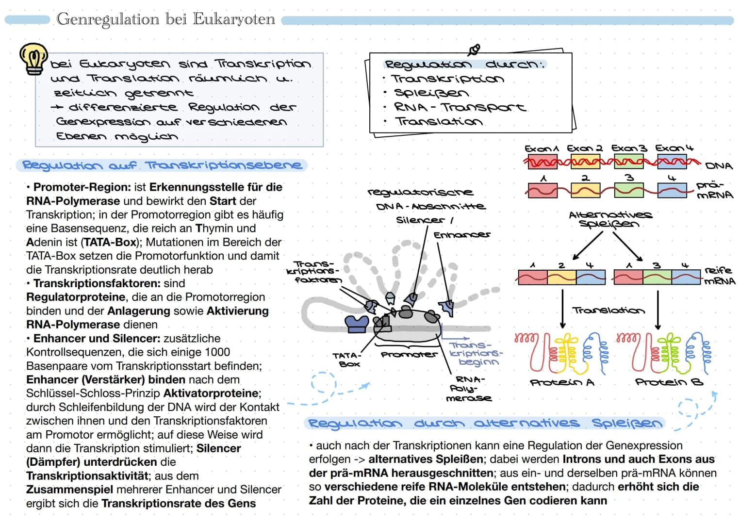 • Promoter:
Bindungsstelle für
RNA-Polymerase
• Regulatorgen: reguliert
Genexpression
• Repressor: Protein, das
Tätigkeit der RNA-
Polymeras