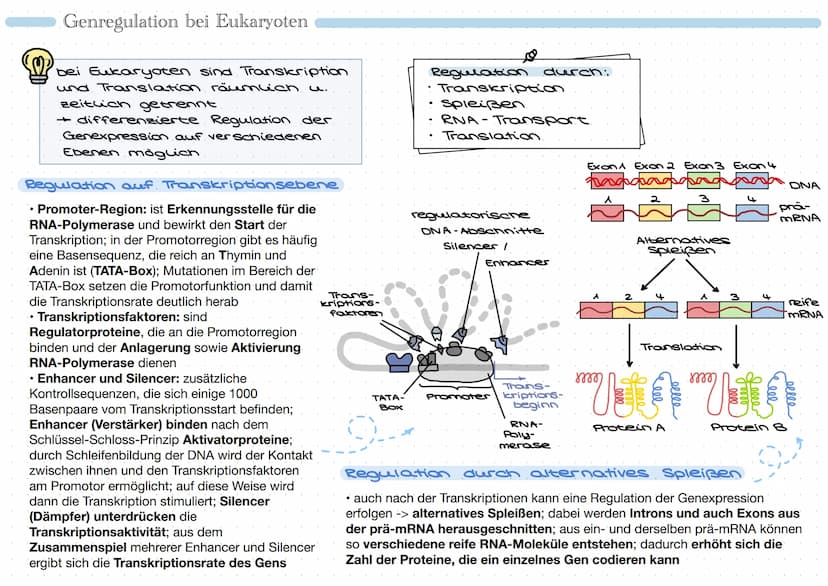 • Promoter:
Bindungsstelle für
RNA-Polymerase
• Regulatorgen: reguliert
Genexpression
• Repressor: Protein, das
Tätigkeit der RNA-
Polymeras