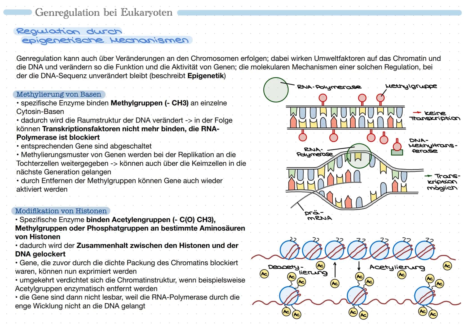 • Promoter:
Bindungsstelle für
RNA-Polymerase
• Regulatorgen: reguliert
Genexpression
• Repressor: Protein, das
Tätigkeit der RNA-
Polymeras