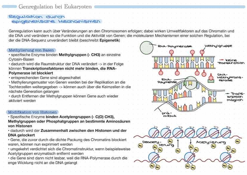 • Promoter:
Bindungsstelle für
RNA-Polymerase
• Regulatorgen: reguliert
Genexpression
• Repressor: Protein, das
Tätigkeit der RNA-
Polymeras