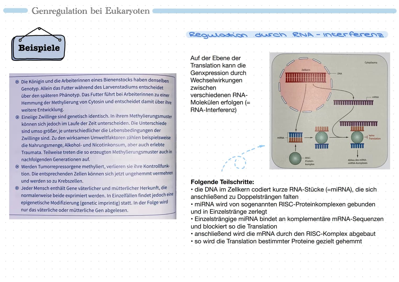 • Promoter:
Bindungsstelle für
RNA-Polymerase
• Regulatorgen: reguliert
Genexpression
• Repressor: Protein, das
Tätigkeit der RNA-
Polymeras
