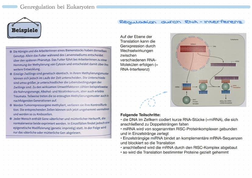 • Promoter:
Bindungsstelle für
RNA-Polymerase
• Regulatorgen: reguliert
Genexpression
• Repressor: Protein, das
Tätigkeit der RNA-
Polymeras