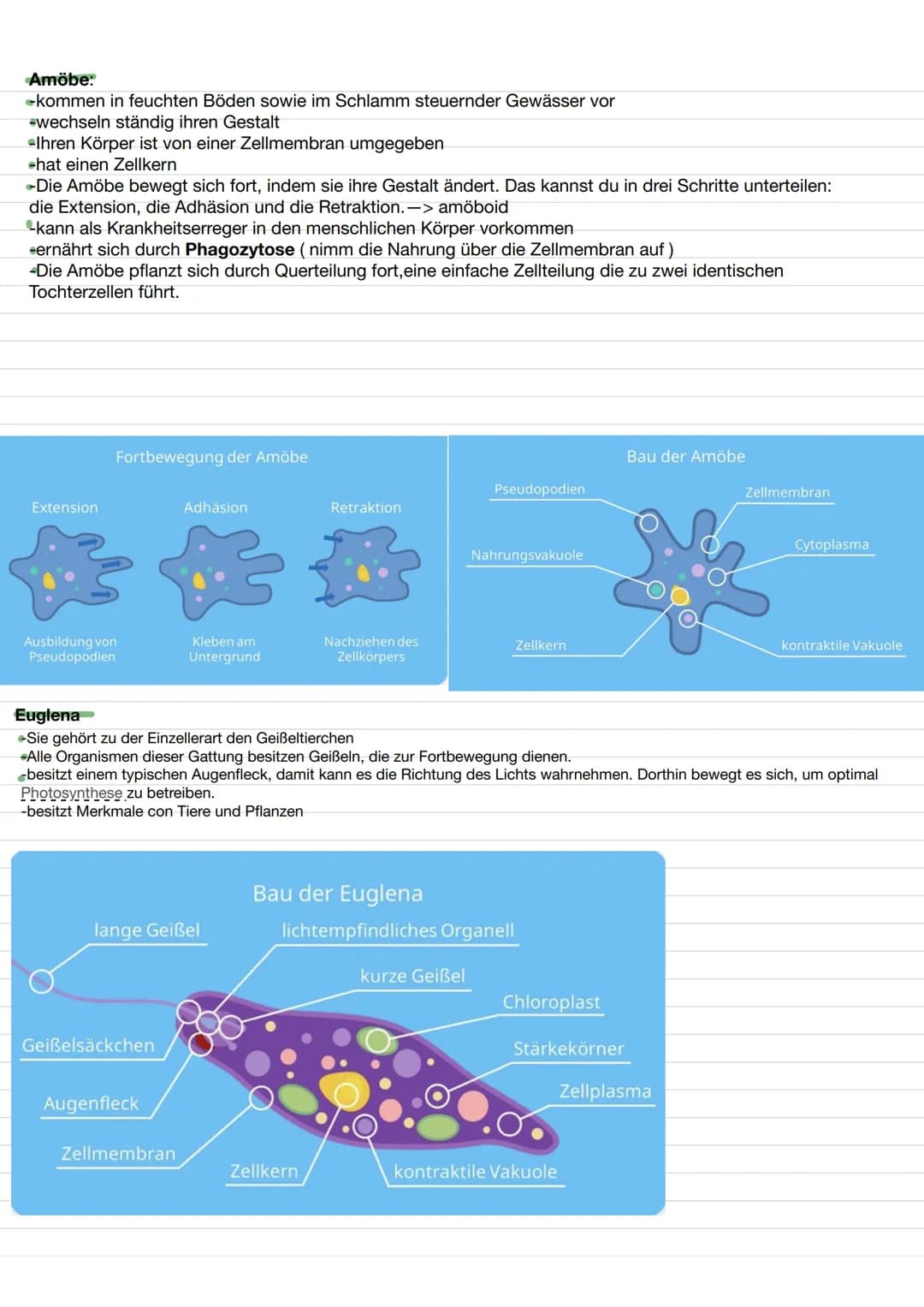 BIO LERNZETTEL
Themen:
-biologischer Organisation O
-Zellen (tierische und Pflanzliche)✓
-> Aufbau ✔
✓
-> Funktionen von Organellen.
-Isolie