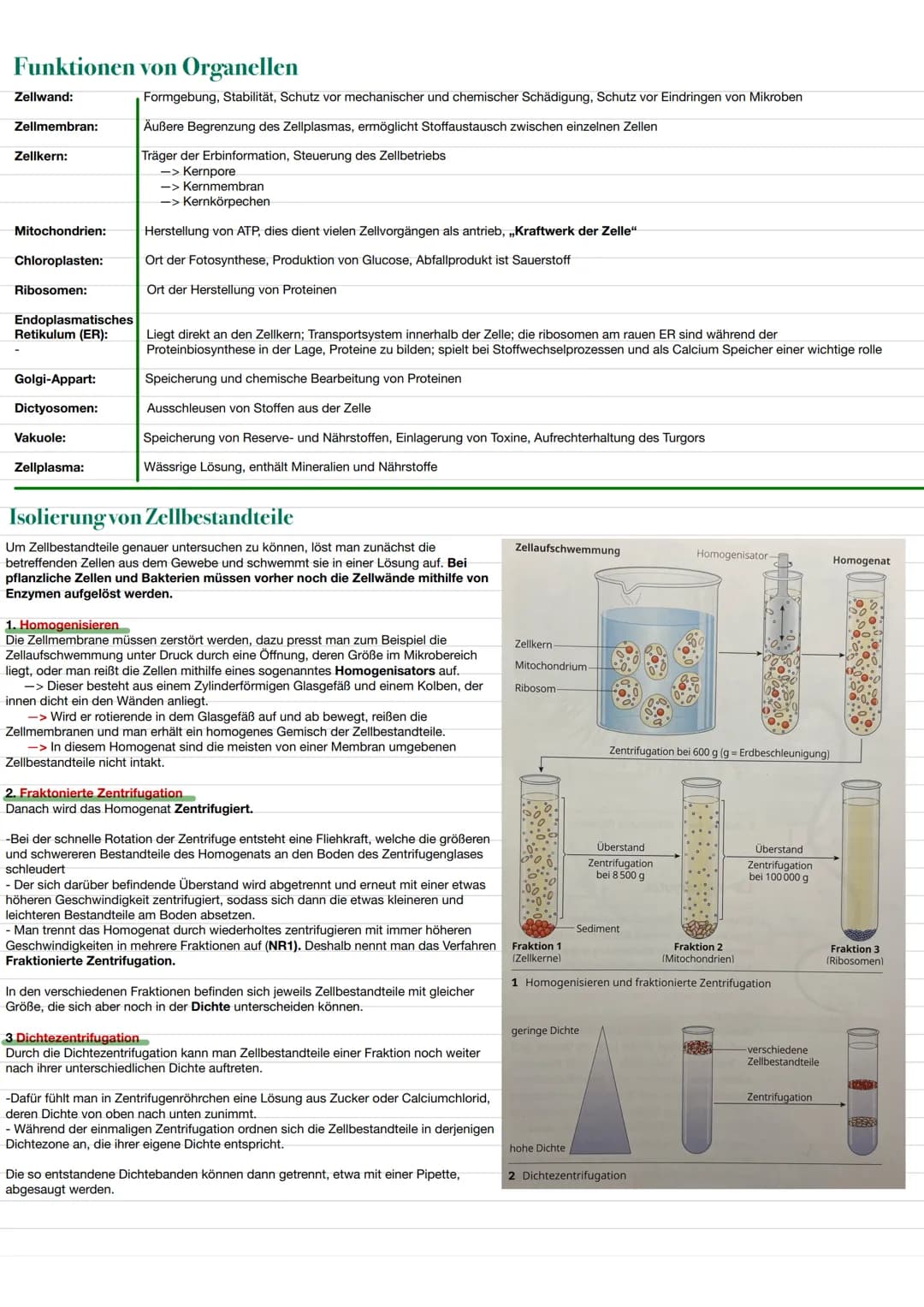 BIO LERNZETTEL
Themen:
-biologischer Organisation O
-Zellen (tierische und Pflanzliche)✓
-> Aufbau ✔
✓
-> Funktionen von Organellen.
-Isolie