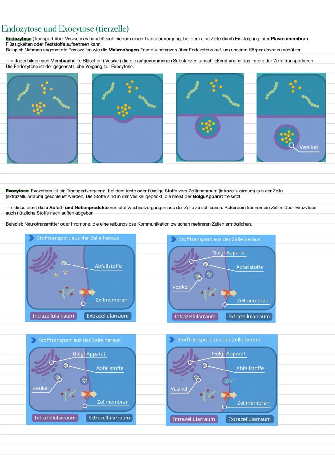 BIO LERNZETTEL
Themen:
-biologischer Organisation O
-Zellen (tierische und Pflanzliche)✓
-> Aufbau ✔
✓
-> Funktionen von Organellen.
-Isolie