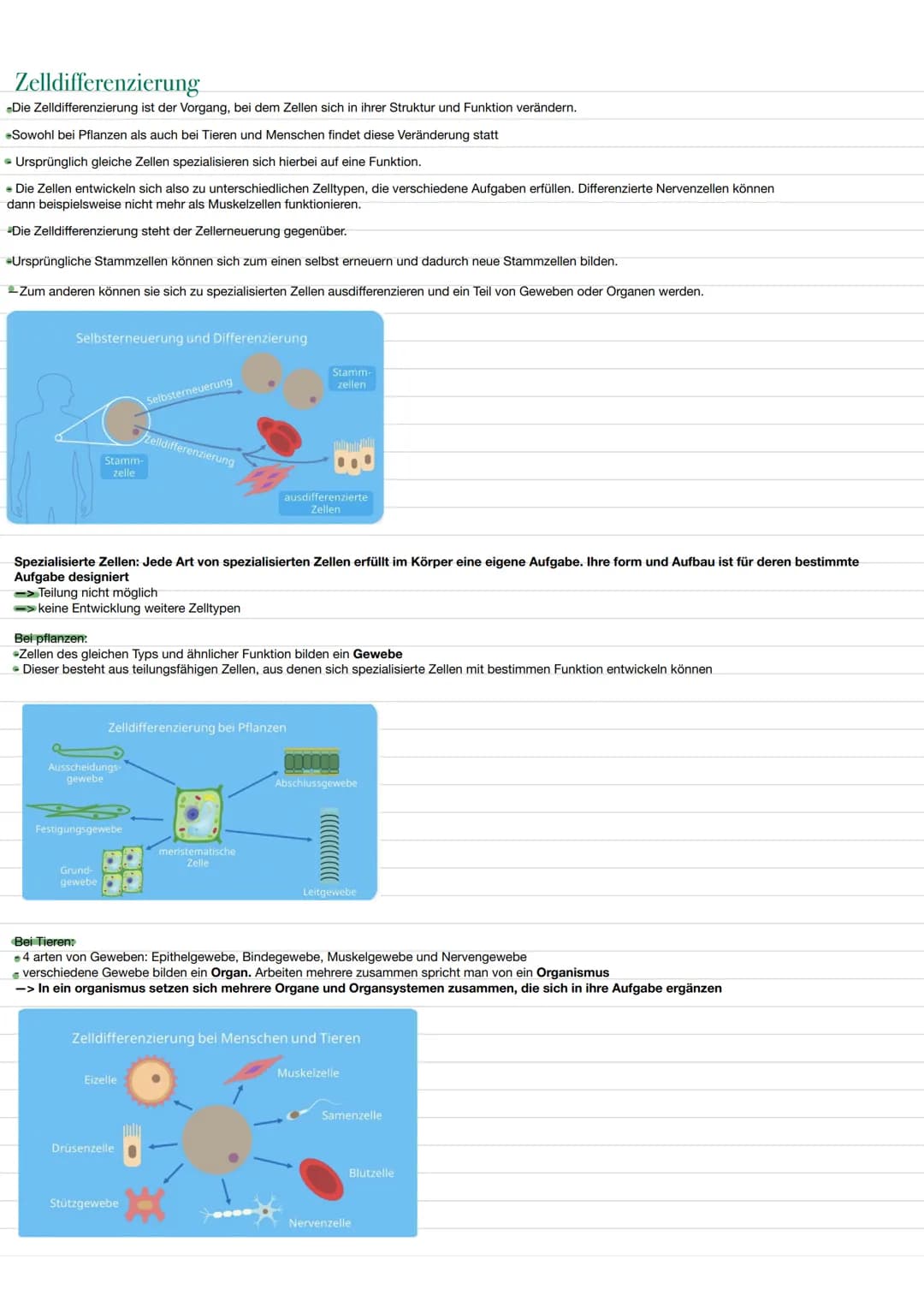 BIO LERNZETTEL
Themen:
-biologischer Organisation O
-Zellen (tierische und Pflanzliche)✓
-> Aufbau ✔
✓
-> Funktionen von Organellen.
-Isolie