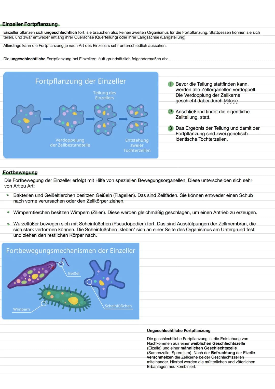 BIO LERNZETTEL
Themen:
-biologischer Organisation O
-Zellen (tierische und Pflanzliche)✓
-> Aufbau ✔
✓
-> Funktionen von Organellen.
-Isolie
