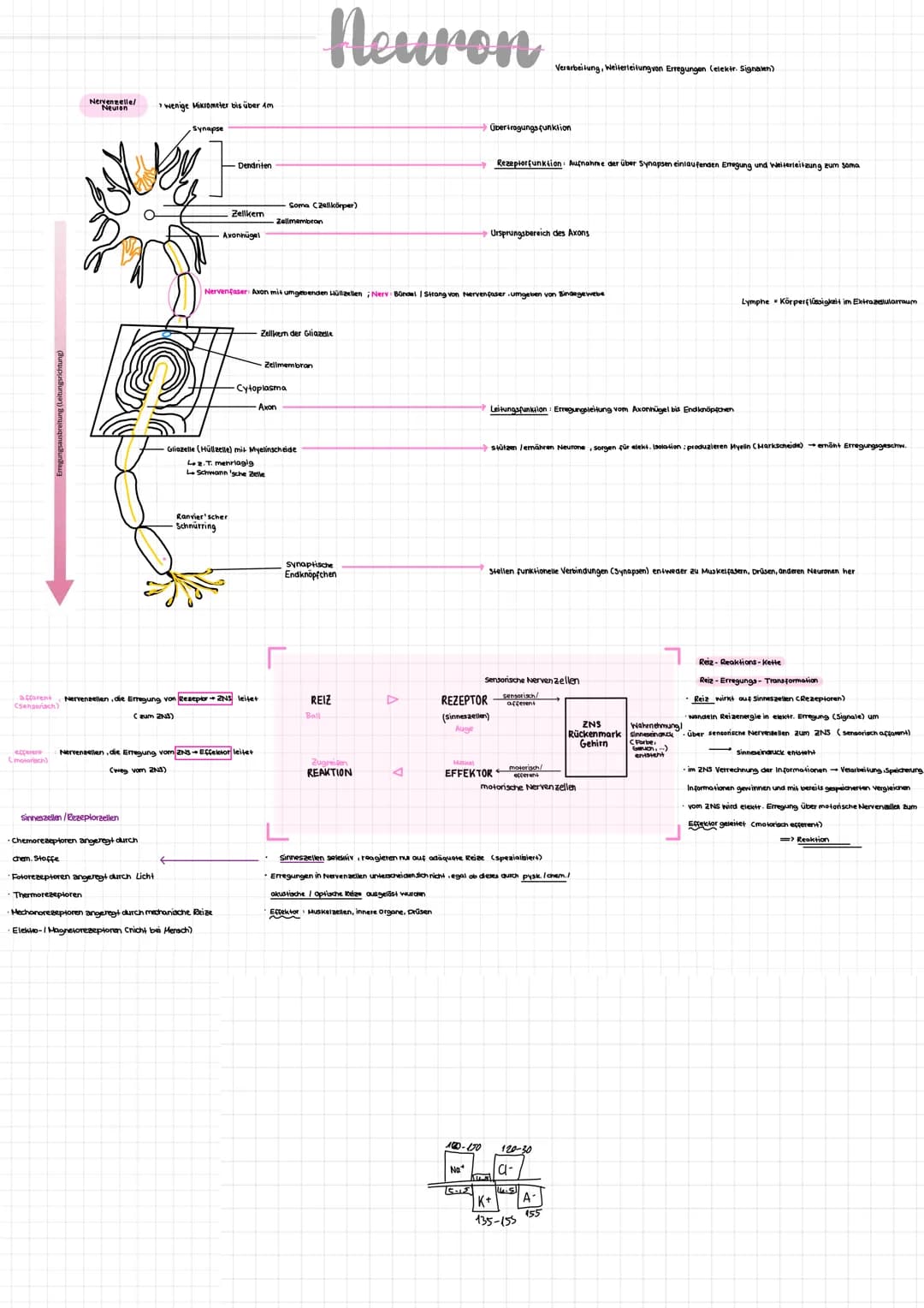 Nervenzelle/
Neuron
experent
(motorisch)
wenige Mikrometer bis über Am
Synapse
Sinneszellen/Rezeplorzellen
-Dendriten
Zellkern
Axonhügel
Ran