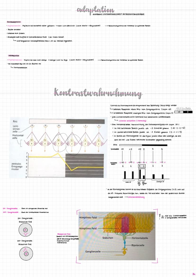 Nervenzelle/
Neuron
experent
(motorisch)
wenige Mikrometer bis über Am
Synapse
Sinneszellen/Rezeplorzellen
-Dendriten
Zellkern
Axonhügel
Ran