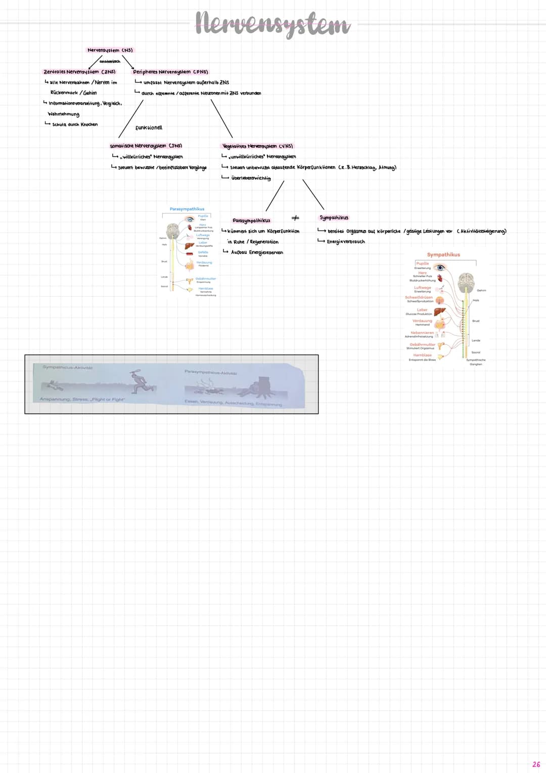 Nervenzelle/
Neuron
experent
(motorisch)
wenige Mikrometer bis über Am
Synapse
Sinneszellen/Rezeplorzellen
-Dendriten
Zellkern
Axonhügel
Ran