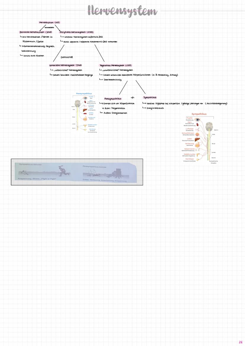Nervenzelle/
Neuron
experent
(motorisch)
wenige Mikrometer bis über Am
Synapse
Sinneszellen/Rezeplorzellen
-Dendriten
Zellkern
Axonhügel
Ran
