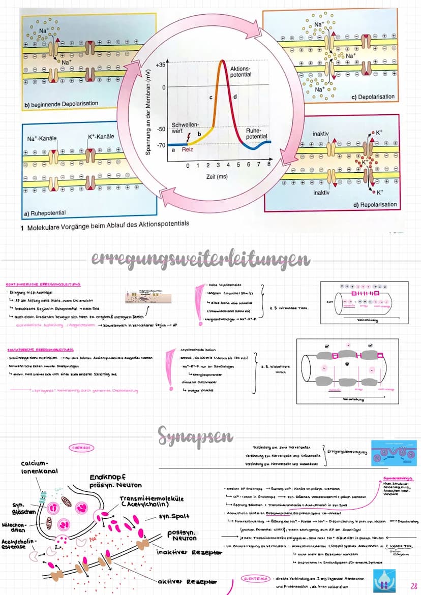 Nervenzelle/
Neuron
experent
(motorisch)
wenige Mikrometer bis über Am
Synapse
Sinneszellen/Rezeplorzellen
-Dendriten
Zellkern
Axonhügel
Ran