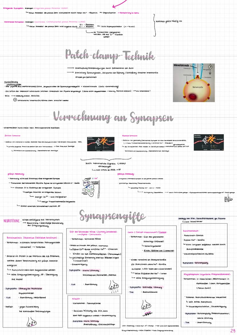 Nervenzelle/
Neuron
experent
(motorisch)
wenige Mikrometer bis über Am
Synapse
Sinneszellen/Rezeplorzellen
-Dendriten
Zellkern
Axonhügel
Ran