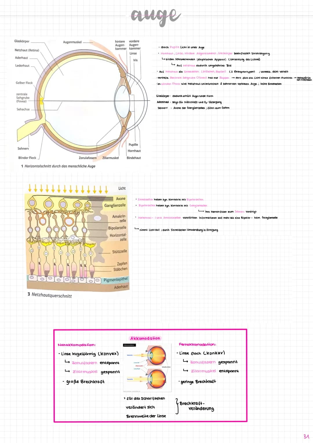 Nervenzelle/
Neuron
experent
(motorisch)
wenige Mikrometer bis über Am
Synapse
Sinneszellen/Rezeplorzellen
-Dendriten
Zellkern
Axonhügel
Ran
