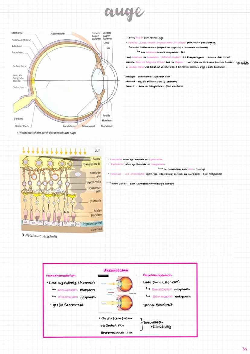 Nervenzelle/
Neuron
experent
(motorisch)
wenige Mikrometer bis über Am
Synapse
Sinneszellen/Rezeplorzellen
-Dendriten
Zellkern
Axonhügel
Ran