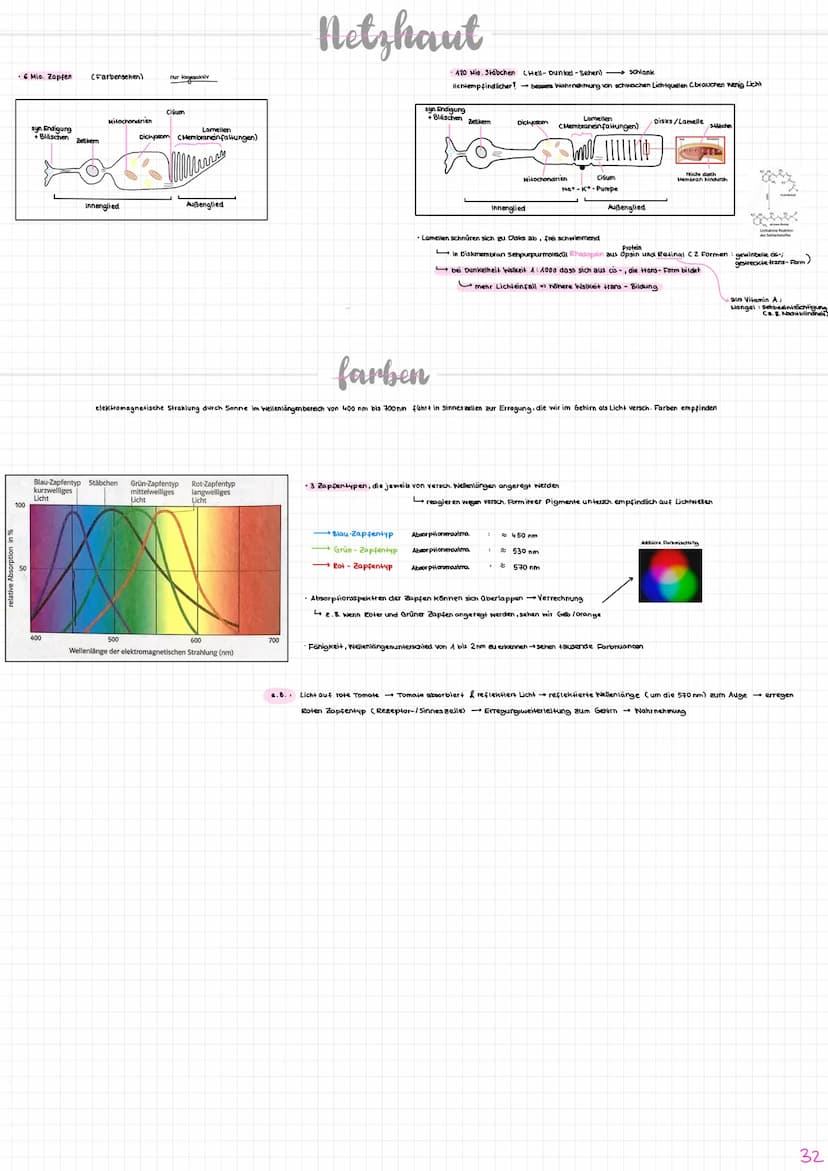 Nervenzelle/
Neuron
experent
(motorisch)
wenige Mikrometer bis über Am
Synapse
Sinneszellen/Rezeplorzellen
-Dendriten
Zellkern
Axonhügel
Ran