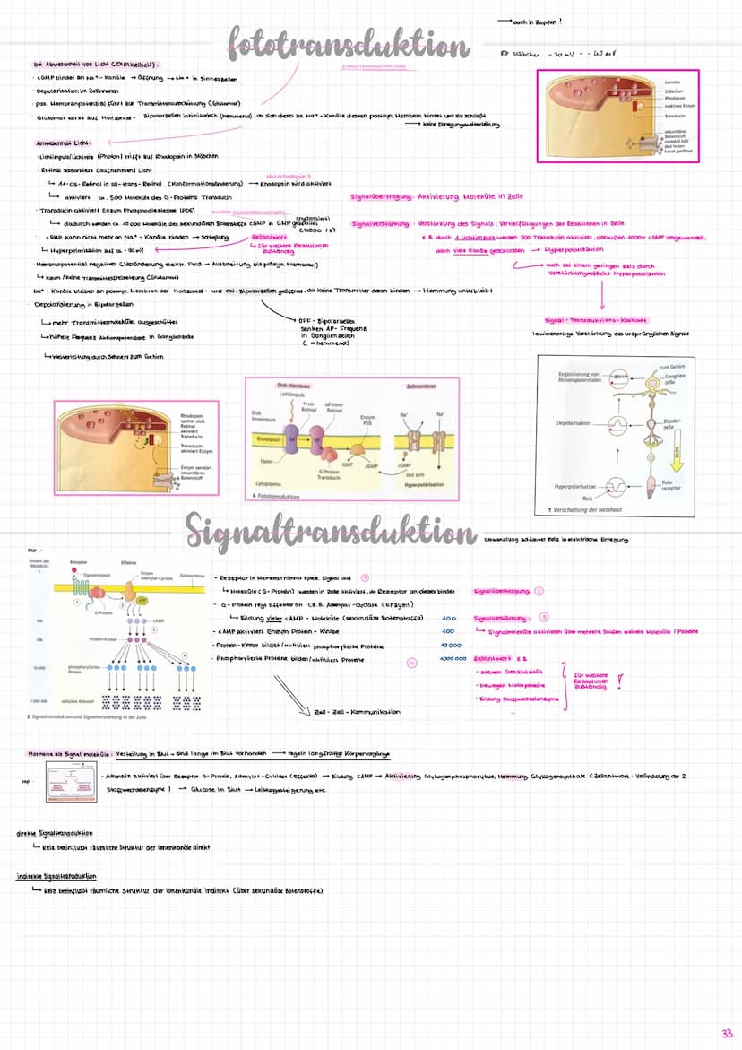 Nervenzelle/
Neuron
experent
(motorisch)
wenige Mikrometer bis über Am
Synapse
Sinneszellen/Rezeplorzellen
-Dendriten
Zellkern
Axonhügel
Ran