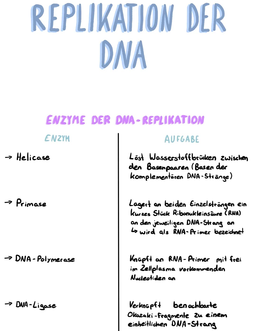 
<p>Die DNA besteht aus einem mittelschweren und einem 50% leichten Anteil. Es gibt zwei Hypothesen zur Verdopplung der DNA: Die erste besag